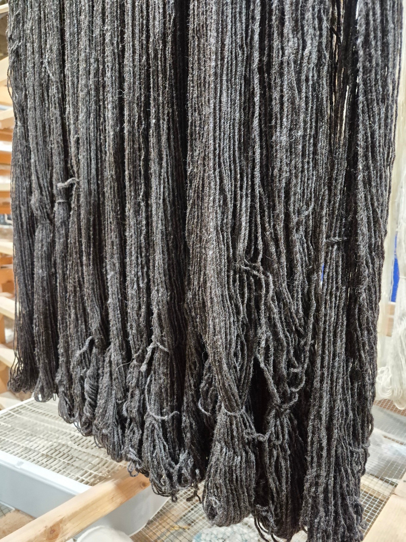 Freshly spun natural gray skeins hanging to dry